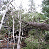 Tree Damage